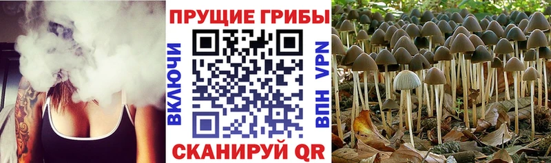 Купить закладки  Жуковка  Псилоцибиновые грибы Psilocybine cubensis 